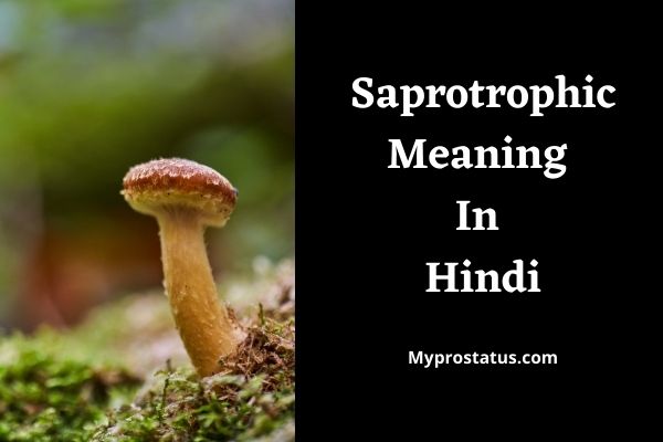 Saprotrophic Meaning In Hindi